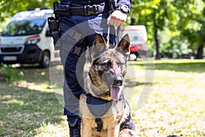Policeman in uniform on duty with a K9 canine German shepherd police dog