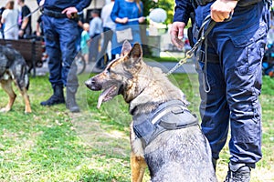 Policeman in uniform on duty with a K9 canine German shepherd police dog during public event. Blurred people in the background