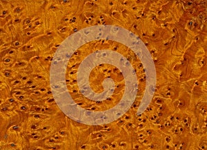 surface made from root wood