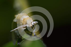 Polilla mariposa nocturna photo