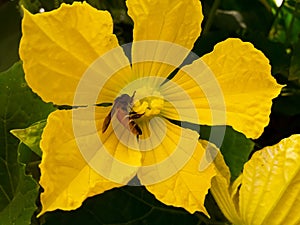 The polinator, a honey bee on a yellow flower.