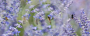 Polinators bees and bumblebee on lavender