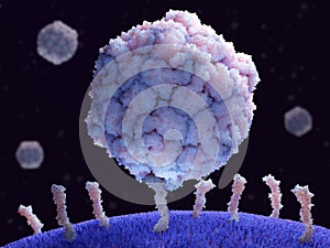 Poliovirus binding to its receptor CD155 on a human cell