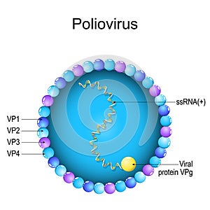 Poliovirus structure. Close-up of a Virion anatomy photo