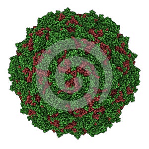 Poliovirus type 3 sabin. Virus that cause poliomyelitis polio. Atomic-level structure.