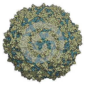 Poliovirus type 3 sabin. Virus that cause poliomyelitis polio. Atomic-level structure.