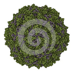 Poliovirus type 3 sabin. Virus that cause poliomyelitis polio. Atomic-level structure.