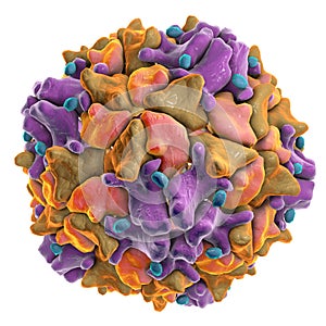 Poliovirus, a virus transmitted by drinking water and causing polio