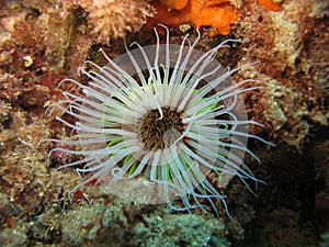 Anemone photo