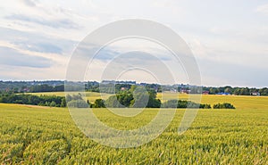 Polish arable fields. Rural landscape. Ripening cereals