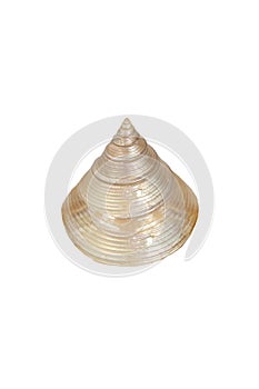 Polish calliostoma zizyphinum shell