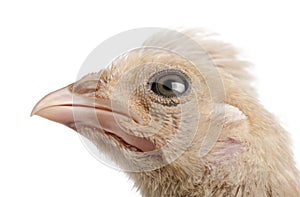 Polish Chicken in front of a white background