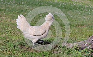 Polish Chicken photo