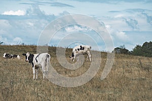 Polish cow on the field in masuria Mazury land