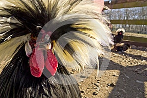 Polish Crested Chicken photo