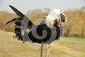 Polish crested chicken