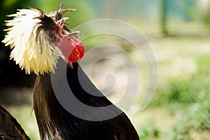 Polish crested chicken