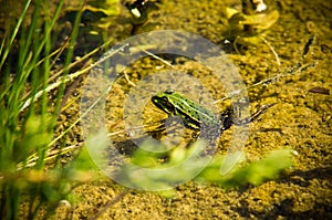 Polish fauna: little green frog in pond