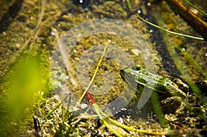 Polish fauna: little green frog in pond