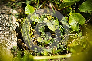 Polish fauna: little green frog in pond