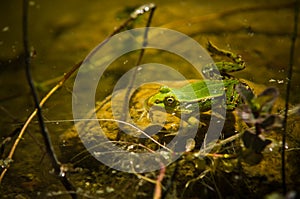 Polish fauna: little green frog in pond