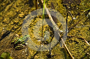 Polish fauna: little green frog in pond