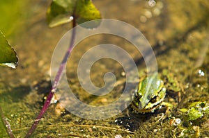 Polish fauna: little green frog in pond