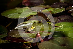 Polish fauna: little green frog in pond