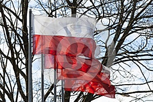 Polish flags in the wind against a trees.