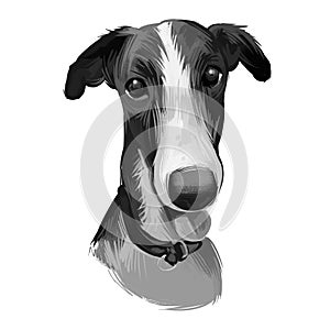Polish Greyhound dog portrait isolated on white. Digital art illustration hand drawn dog for web, t-shirt print and puppy food
