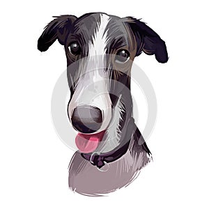 Polish Greyhound dog portrait isolated on white. Digital art illustration hand drawn dog for web, t-shirt print and puppy food