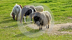 Polish heath sheep with a black head and light woolly fur stands on a green meadow together with small checkered ponies . photo
