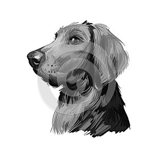 Polish Hound dog portrait isolated on white. Digital art illustration of hand drawn dog for web, t-shirt print and puppy food