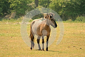 Polish Konik horse