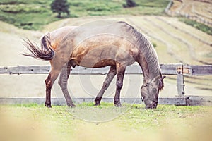 Polish Konik horse grazes in a meadow