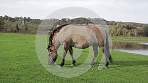 Polish Konik horse grazing on green grass in Eijsder Beemden Nature Reserve