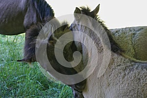 Polish Konik horse race - colt and mother