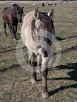 Polish Konik horses in floodland meadow with green vegetation in spring. Wild horses outdoors