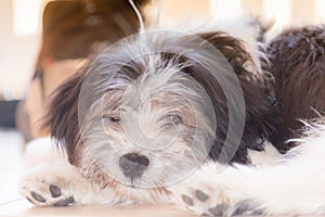 Polish Lowland Sheepdog