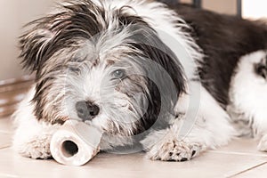 Polish Lowland Sheepdog