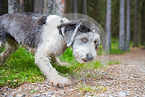 Polish Lowland Sheepdog