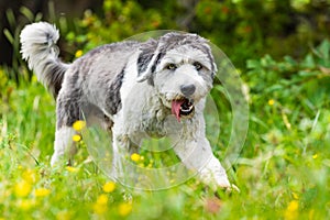 Polish Lowland Sheepdog