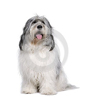 Polish Lowland Sheepdog against white background