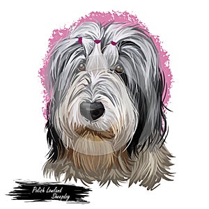 Polish Lowland Sheepdog dog portrait isolated. Digital art illustration of hand drawn dog for web, t-shirt print, puppy food cover