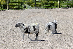 Polish Lowland Sheepdog herding in the arena