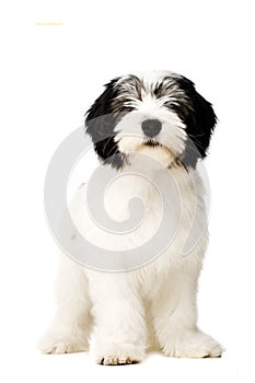 Polish Lowland Sheepdog isolated on a white background