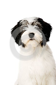 Polish Lowland Sheepdog isolated on a white background