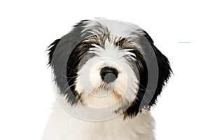 Polish Lowland Sheepdog isolated on a white background