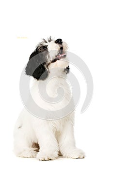 Polish Lowland Sheepdog isolated on a white background