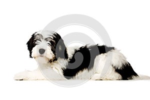 Polish Lowland Sheepdog isolated on a white background